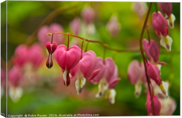 Dicentra Flowers Canvas Print by Robin Purser