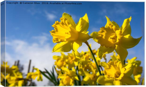 Daffodils in Spring Canvas Print by Cameron Shaw