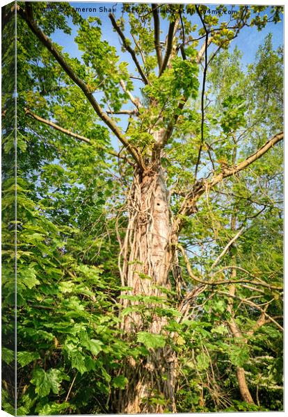 Tree with character, in London Canvas Print by Cameron Shaw
