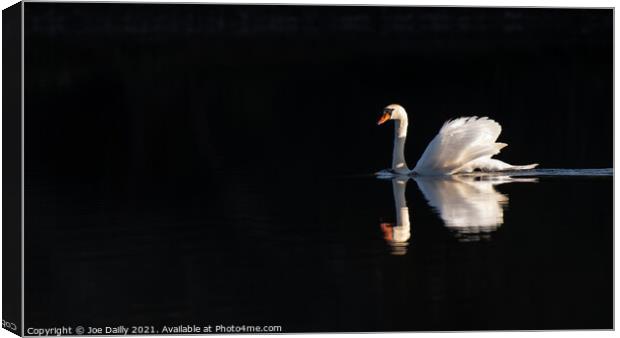Swan in early morning spring sunshine Canvas Print by Joe Dailly