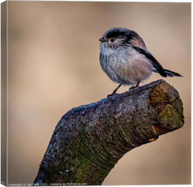 Long Tailed Tit Canvas Print by Joe Dailly