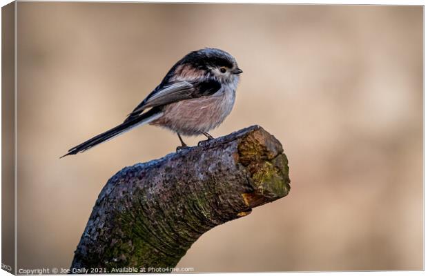 Long tailed Tit Canvas Print by Joe Dailly
