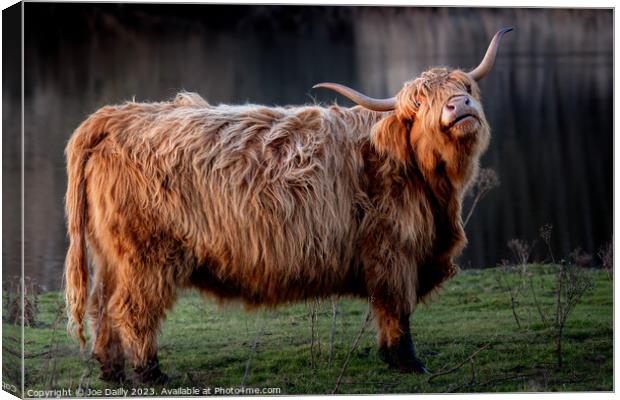 A large Highland Cow standing by a Scottish Loch in late evening Sunshine. Canvas Print by Joe Dailly