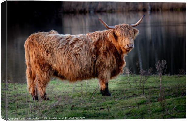 Scottish Highland Cow Canvas Print by Joe Dailly