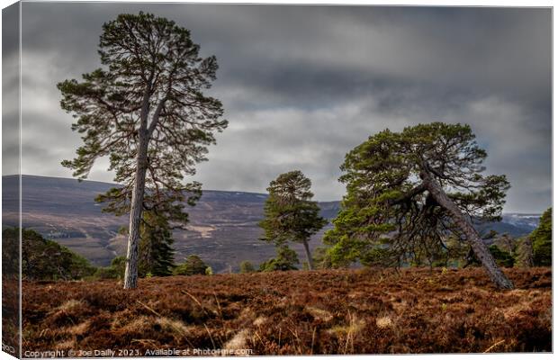 Majestic Scots Pine Trees in the Cairngorms Nation Canvas Print by Joe Dailly