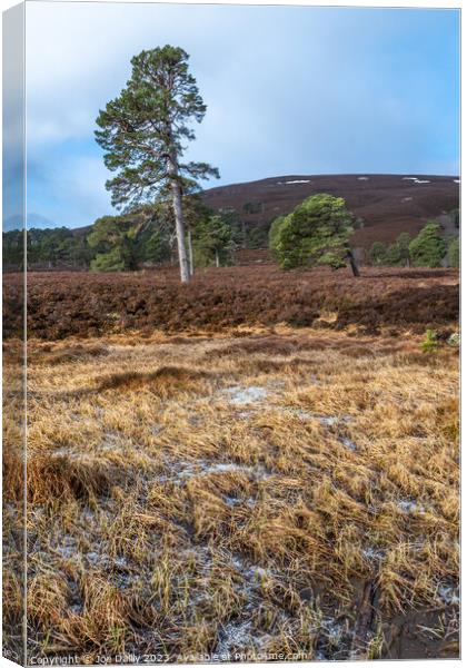 Majestic Scots pine Trees in the Cairngorm Mountains  Canvas Print by Joe Dailly