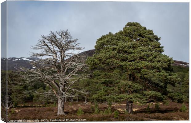 Majestic Scots pine trees in the Cairngorm Nationa Canvas Print by Joe Dailly