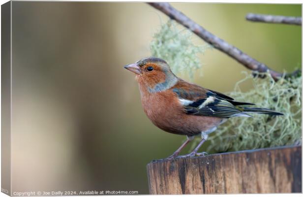 Chaffinch Canvas Print by Joe Dailly