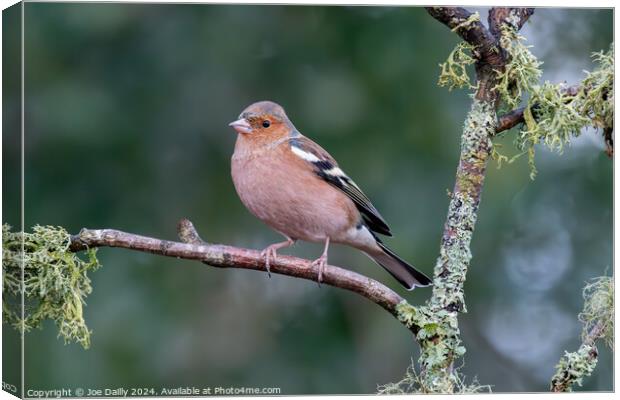 Chaffinch perched on a branch Canvas Print by Joe Dailly