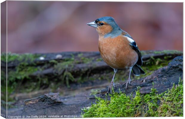 A Chaffinch bird perched on a log Canvas Print by Joe Dailly