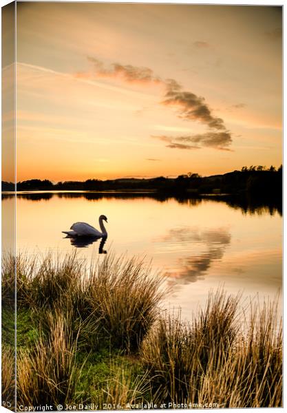 Sunset silhouette swan.  Canvas Print by Joe Dailly