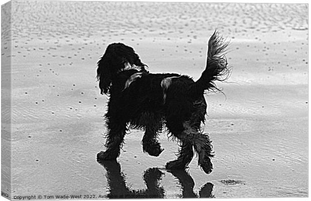 A Cocker Spaniel walking on a wet beach Canvas Print by Tom Wade-West