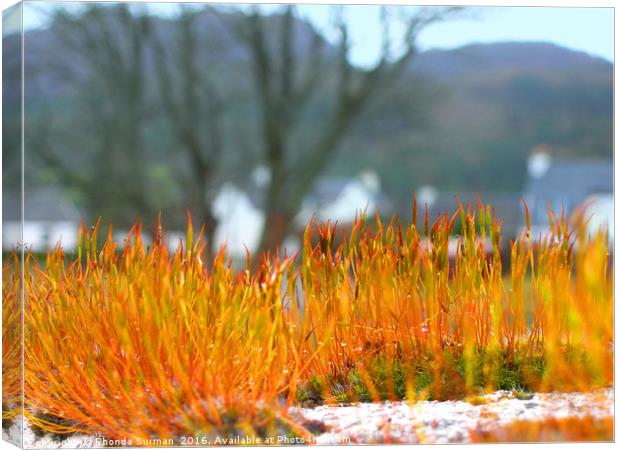 Moss on Wall Canvas Print by Rhonda Surman