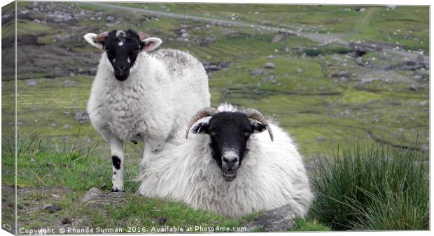 Hebridean black faced sheep Canvas Print by Rhonda Surman