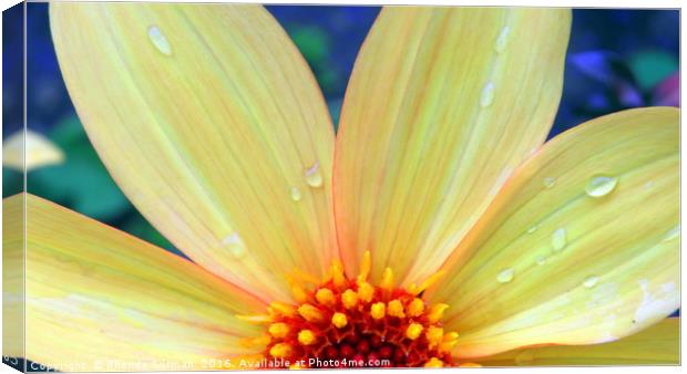 Yellow dahlia Canvas Print by Rhonda Surman