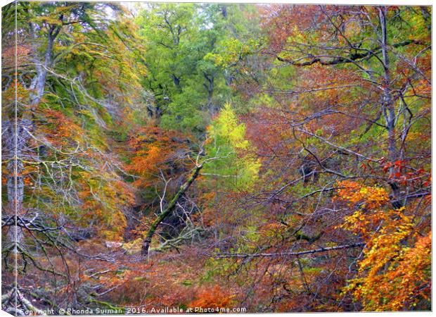 Cawdor Woods in Autumn Canvas Print by Rhonda Surman