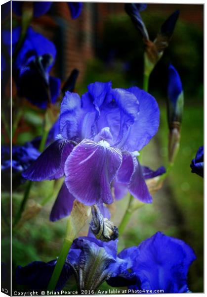 Iris Canvas Print by Brian Pearce