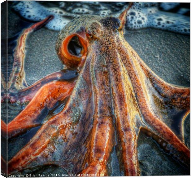 Octopus Canvas Print by Brian Pearce