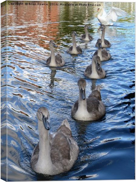 Swans- West Mills Canal - Newbury Canvas Print by Brian Pearce