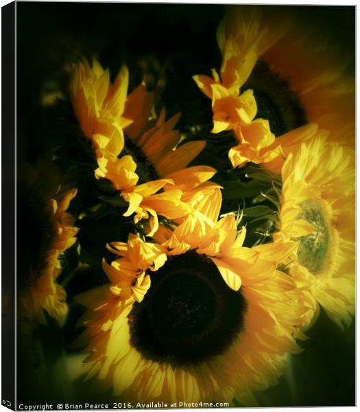 Sunflowers  Canvas Print by Brian Pearce