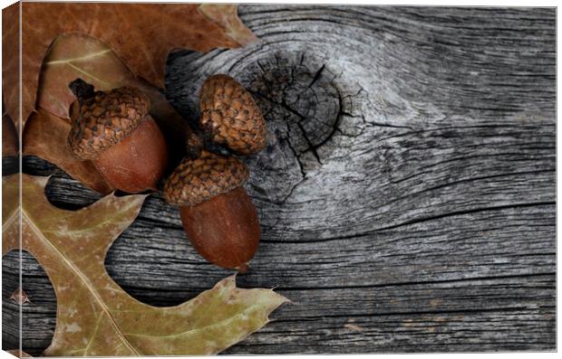 Acorns with oak leaves on rustic wood background for Thanksgivin Canvas Print by Thomas Baker