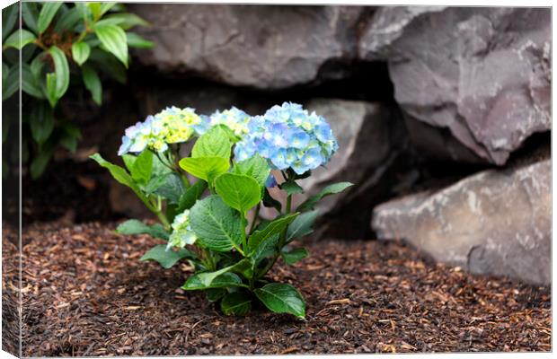 Hydrangea shrub flower turning blue color with rock retaining wa Canvas Print by Thomas Baker