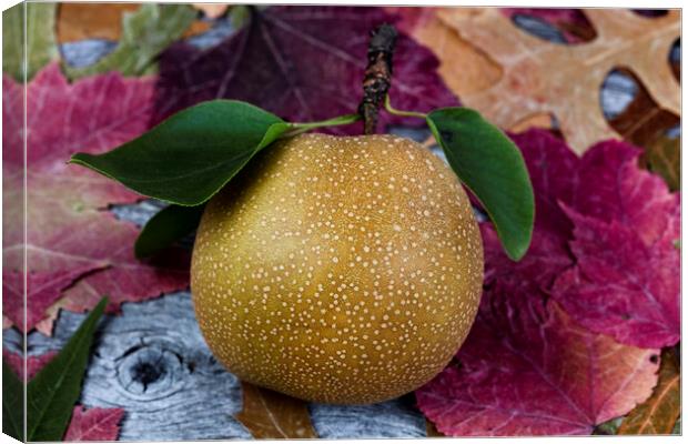 Ripe organic pear fruit during the autumn season Canvas Print by Thomas Baker