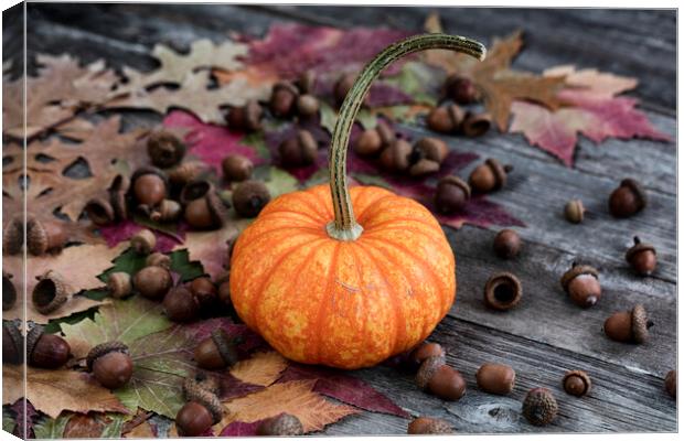 Real whole pumpkin plus acorns and foliage leaves on wood Canvas Print by Thomas Baker