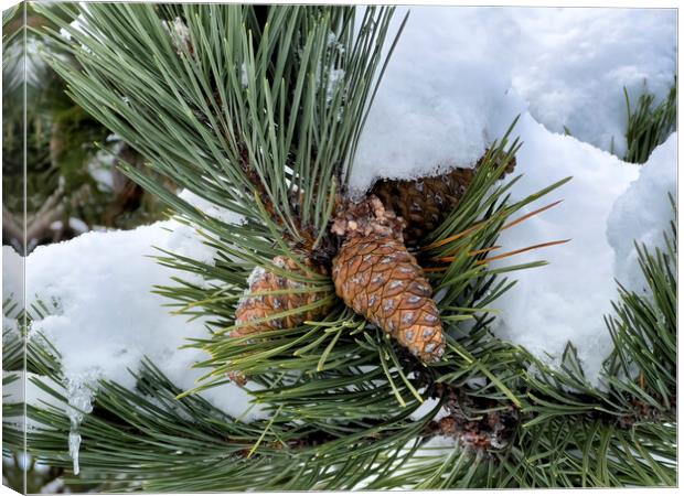 Snow covered outdoor Christmas tree with hanging pine cones  Canvas Print by Thomas Baker