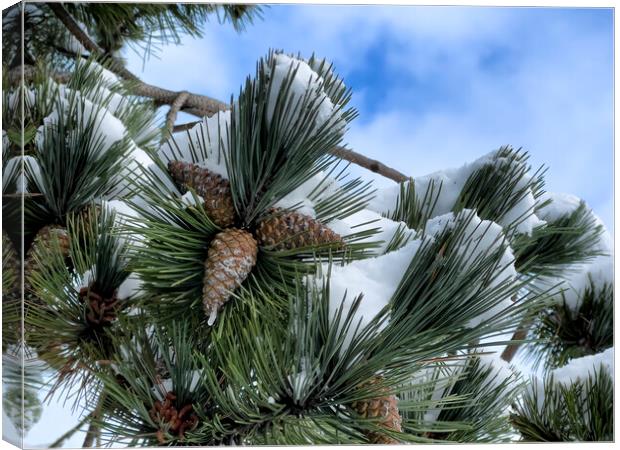 Snow covered outdoor tree with pine cones and blue sky Canvas Print by Thomas Baker