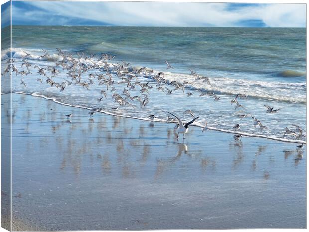 Flock of sea birds with largest bird leading on the ocean Canvas Print by Thomas Baker