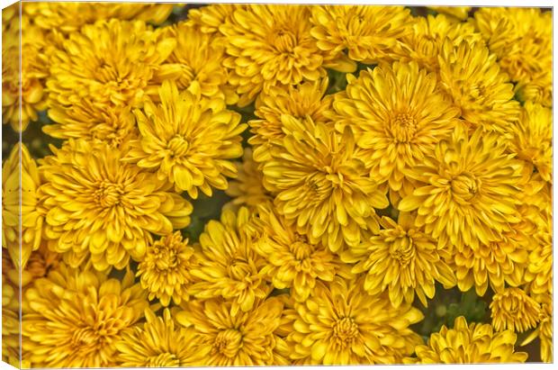 Detailed yellow daisy flowers in filled frame format Canvas Print by Thomas Baker