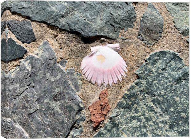 Seashell embedded in rock and sand  Canvas Print by Thomas Baker