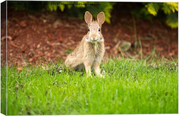 Young Healthy Wild Rabbit eating fresh Grass from  Canvas Print by Thomas Baker