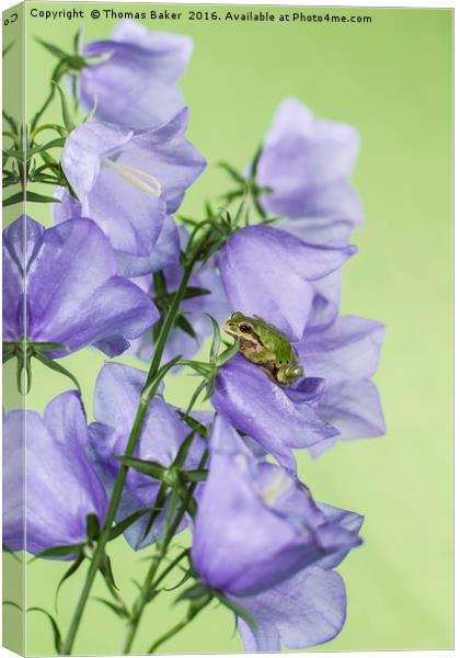 Green Tree Frog on Flowers Canvas Print by Thomas Baker