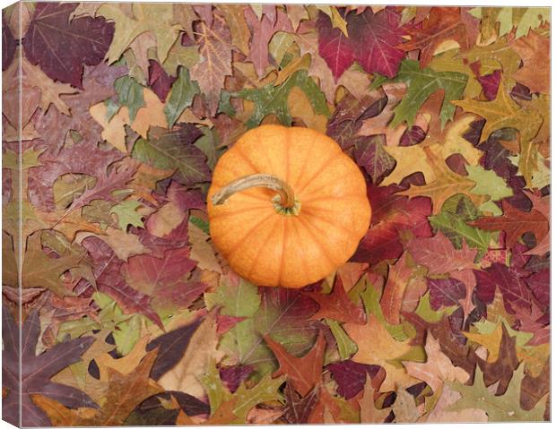 Real pumpkin surrounded with fading Autumn foliage Canvas Print by Thomas Baker