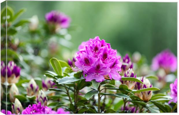 Blooming Rhododendron flowers with bokeh green bac Canvas Print by Thomas Baker
