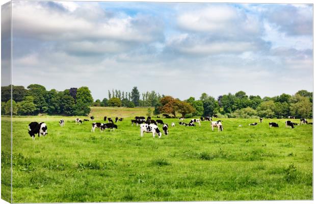 Dairy cows grazing in open grass field of farm  Canvas Print by Thomas Baker