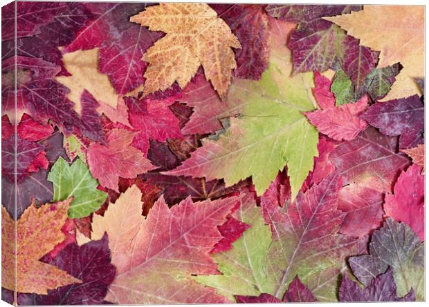Autumn rustic colorful maple leaves background  Canvas Print by Thomas Baker