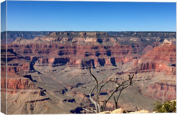 Scenic view of Grand Canyon with dead tree in fore Canvas Print by Thomas Baker