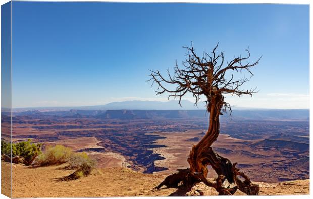 Deep erosion in the Grand Canyon with dead tree in Canvas Print by Thomas Baker