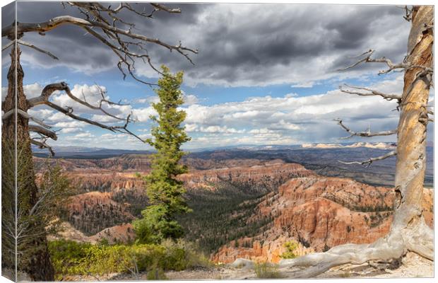 Textured trees and dark skies with view of Grand C Canvas Print by Thomas Baker