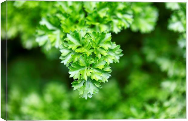 Close up of fresh parsley ready to harvest Canvas Print by Thomas Baker