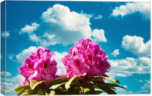 Washington State Native rhododendron flower starti Canvas Print by Thomas Baker