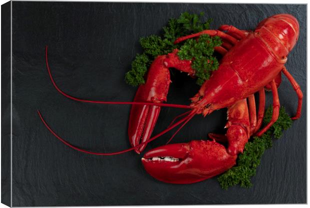 Whole red lobster with fresh parsley on slate ston Canvas Print by Thomas Baker