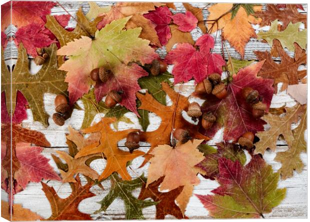 Filled frame format of seasonal leaves and acorn decorations for the happy thanksgiving holiday  Canvas Print by Thomas Baker