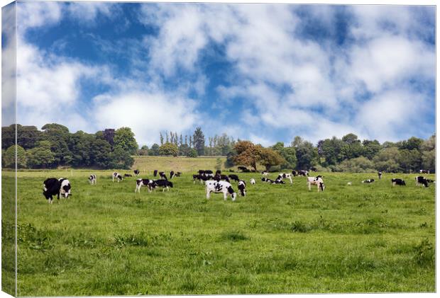 Grazing dairy cows in grassy farm pasture   Canvas Print by Thomas Baker