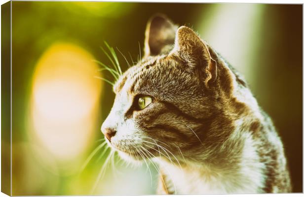 Domestic Cat Profile Portrait Canvas Print by Radu Bercan