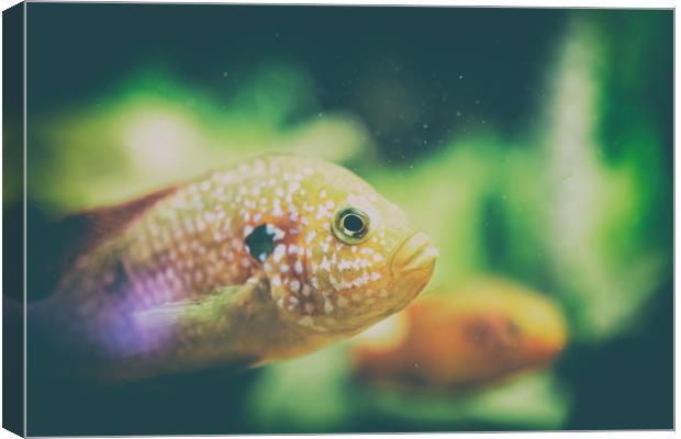 Hemichromis Lifalili Fish Canvas Print by Radu Bercan