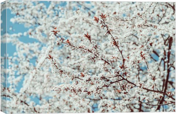 White Apple Tree Flowers Spring Blossom Canvas Print by Radu Bercan
